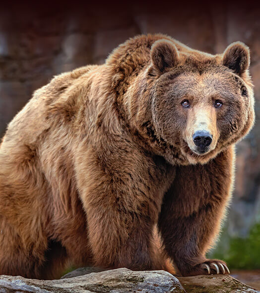 Parc Animalier de Pradinas, aux alentours du Domaine L’Écrin Vert – Camping en Aveyron