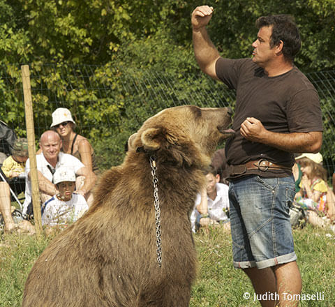 Discover the Ségala-Pradinas animal park, located a few kilometers from the Écrin Vert campsite in Aveyron