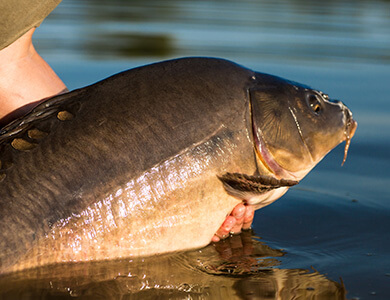 Pêche à la carpe en Aveyron